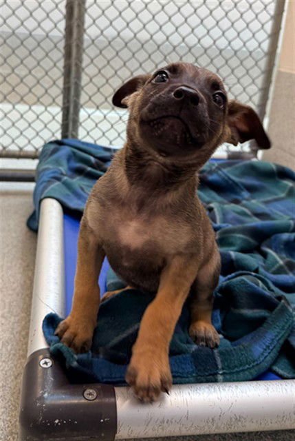 SODALITE - German Shepherd Dog available for adoption