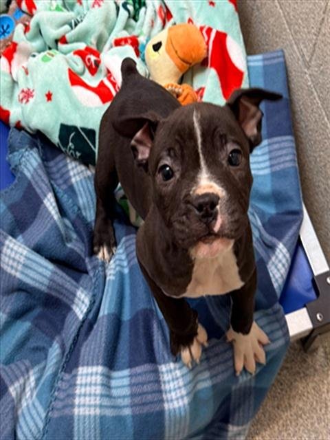 ERNIE - American Bulldog available for adoption