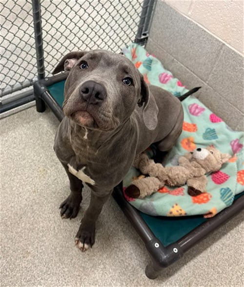 BALOO - Pit Bull Terrier available for adoption