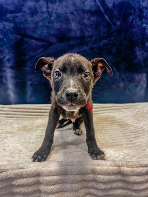 MALACHITE - Pit Bull Terrier / German Shepherd Dog available for adoption