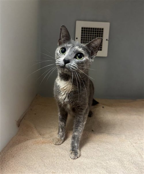 ASHLEY - Domestic Short Hair available for adoption