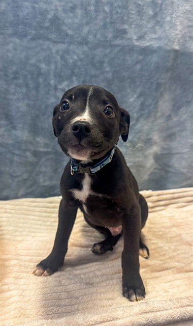 GARNET - Pit Bull Terrier / German Shepherd Dog available for adoption