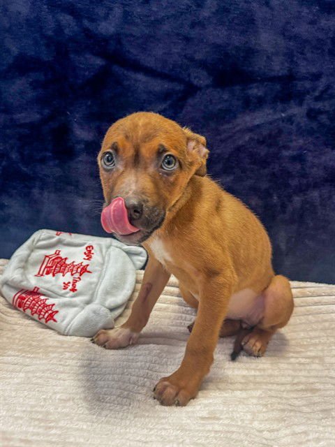 QUARTZ - Pit Bull Terrier / German Shepherd Dog available for adoption