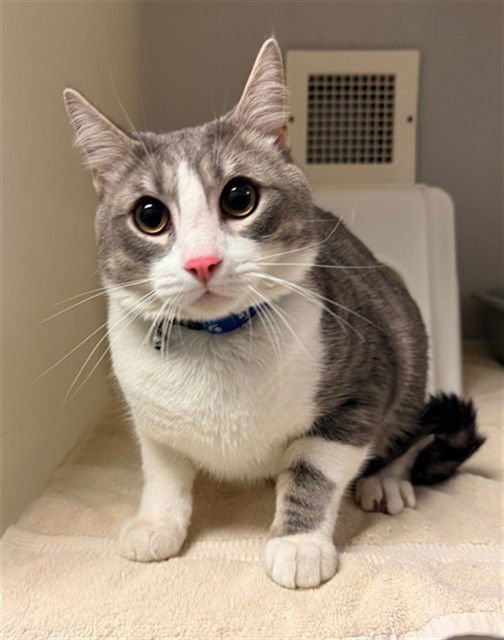 GIZMO - Domestic Short Hair available for adoption