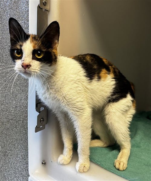 LILY - Domestic Short Hair available for adoption