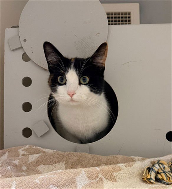 EMMELINE - Domestic Short Hair available for adoption