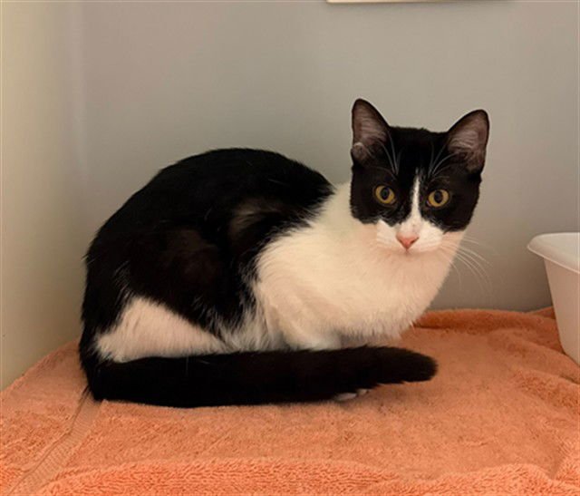 BENSON - Domestic Short Hair available for adoption