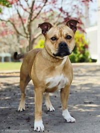 STRAWBERRY SHORTCAKE - Photo 1