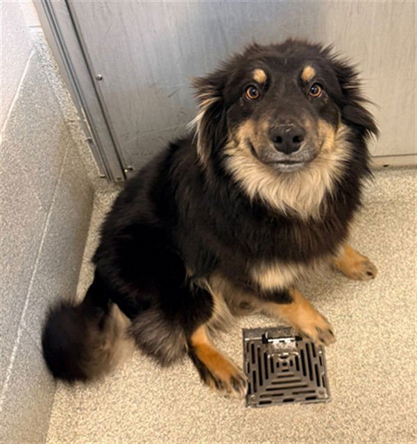 LEVI - Australian Shepherd available for adoption