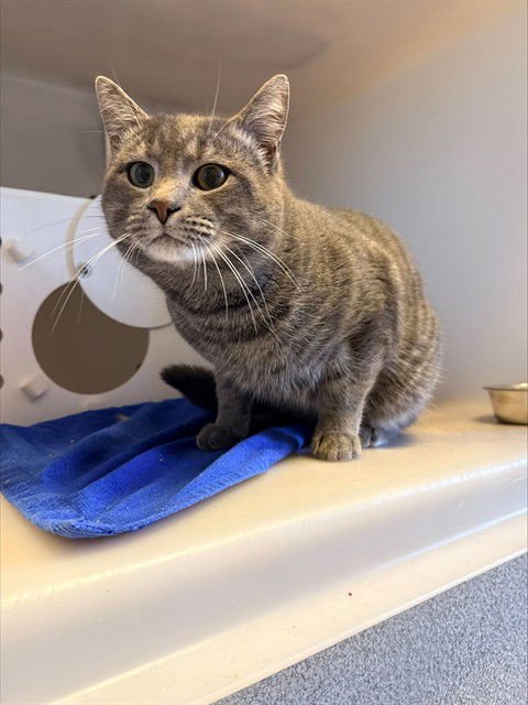 SKEETER - Domestic Short Hair available for adoption