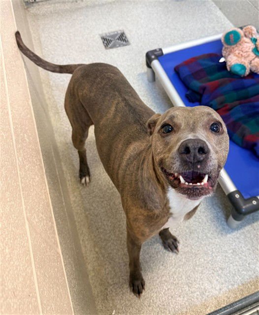 CHEVELLE - Pit Bull Terrier available for adoption