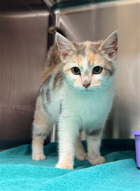 SOLANA - Domestic Short Hair available for adoption