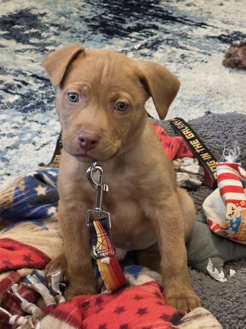 GOLDEN NUGGET - Pit Bull Terrier available for adoption