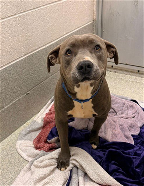 MAKO - Pit Bull Terrier available for adoption