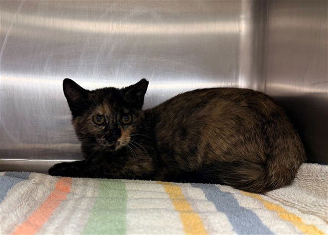 SPRITE - Domestic Short Hair available for adoption