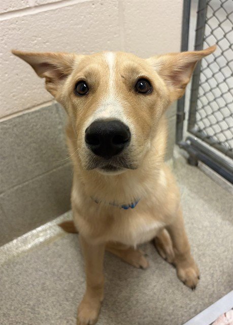 ARCHER - German Shepherd Dog / Siberian Husky available for adoption