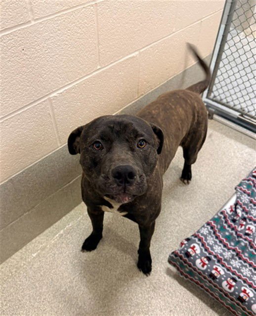 ANDRE - Pit Bull Terrier available for adoption