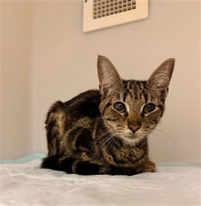 SURI - Domestic Short Hair available for adoption