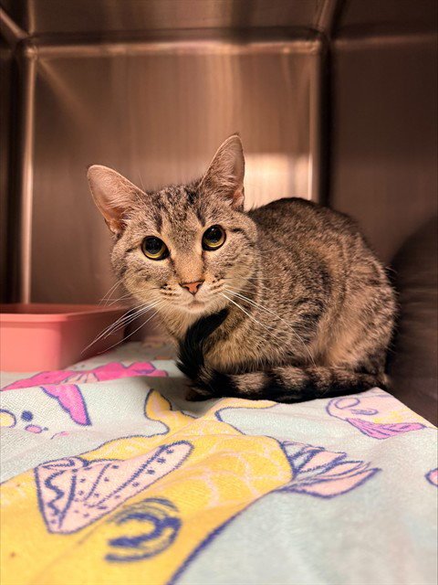 MATILDA - Domestic Short Hair available for adoption