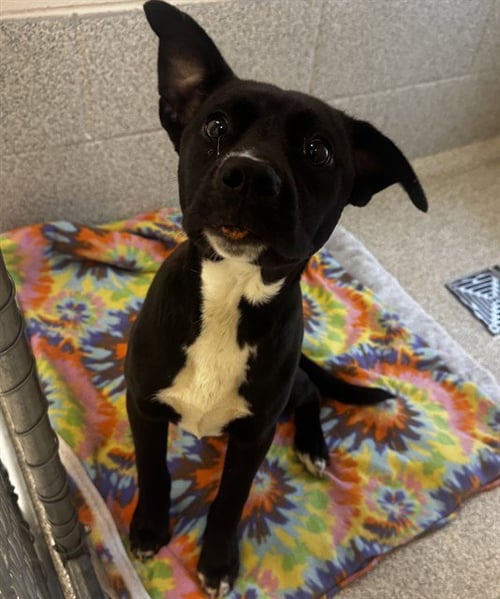 TUCKER - Pit Bull Terrier available for adoption