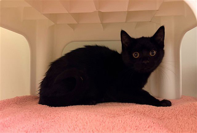 LORELEI - Domestic Short Hair available for adoption