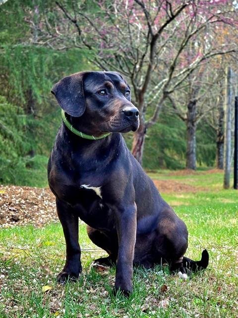 NEO - Labrador Retriever / Pit Bull Terrier available for adoption