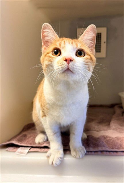 EROS - Domestic Short Hair available for adoption