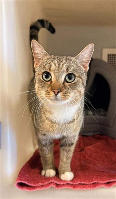 BAY - Domestic Short Hair available for adoption