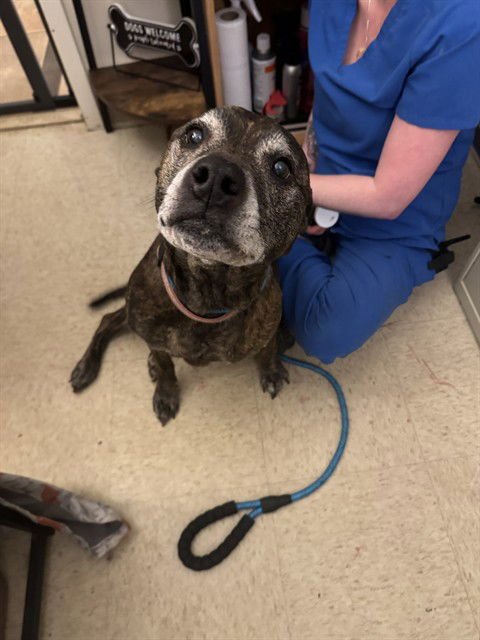 MARLEY JANE - Labrador Retriever available for adoption