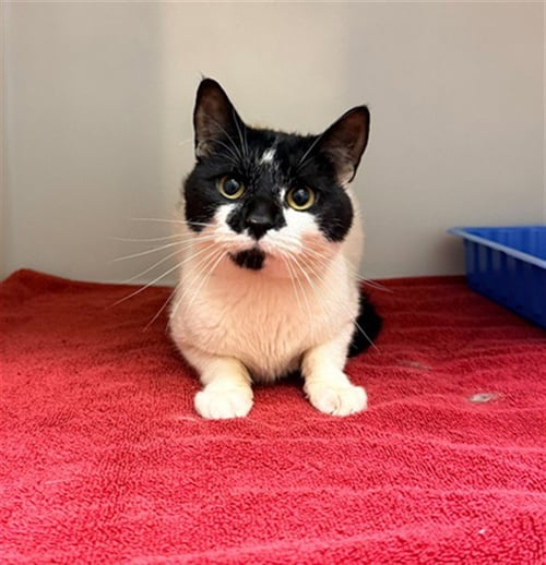 JUSTIN - Domestic Short Hair available for adoption