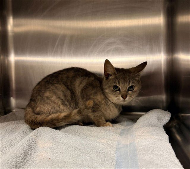 NOELLE - Domestic Short Hair available for adoption