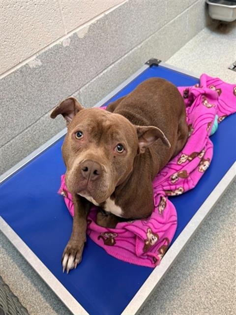 ANDREA - Pit Bull Terrier available for adoption