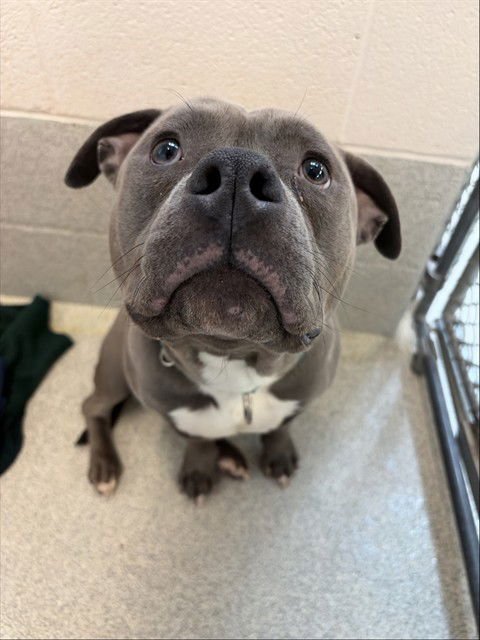 BUDDAH - Pit Bull Terrier available for adoption