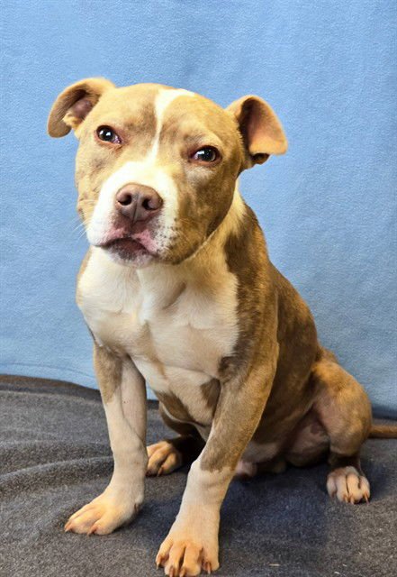 CLIFFORD - Pit Bull Terrier available for adoption