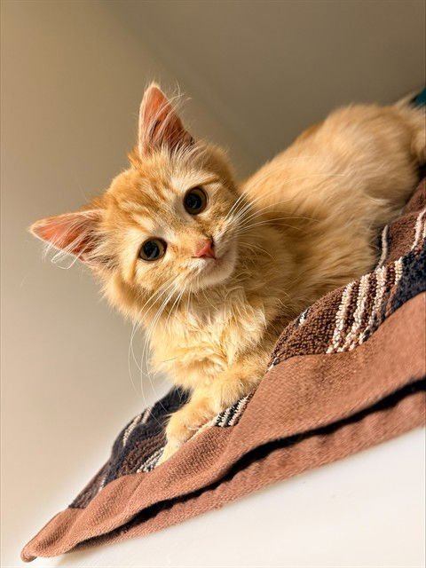 RAKESH - Domestic Medium Hair available for adoption