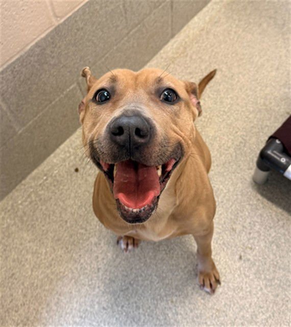 REMY - Pit Bull Terrier available for adoption