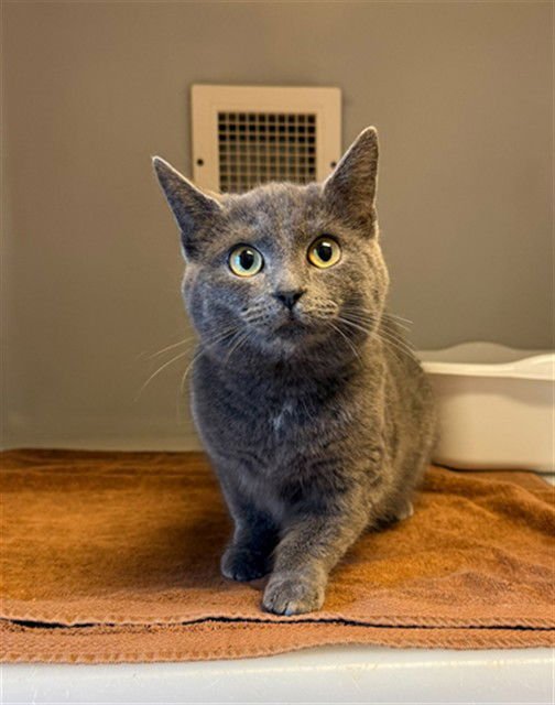 BLYTHE - Domestic Short Hair available for adoption