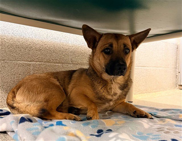 DAHLIA - Cardigan Welsh Corgi available for adoption