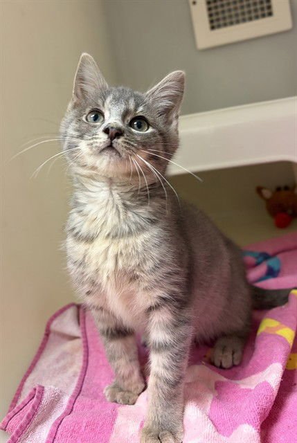 PHOENIX - Domestic Short Hair available for adoption