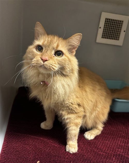 GIGI - Maine Coon available for adoption