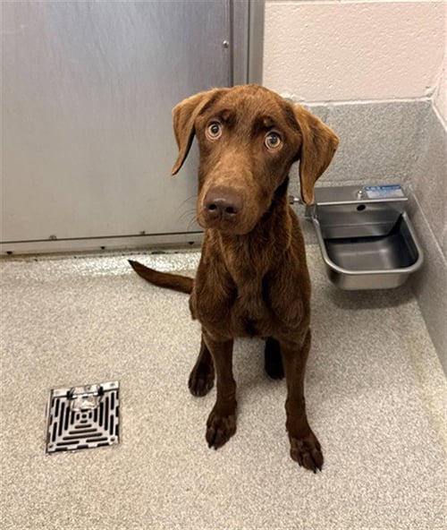 MAGGIE - Labrador Retriever available for adoption