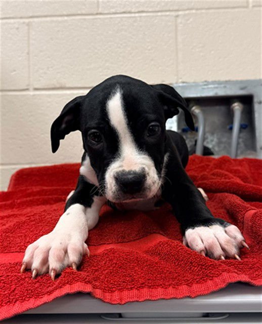 LUPI - Pit Bull Terrier available for adoption