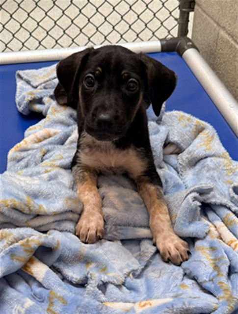 ANGELITE - German Shepherd Dog available for adoption