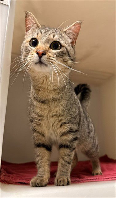 JASPER - Domestic Short Hair available for adoption