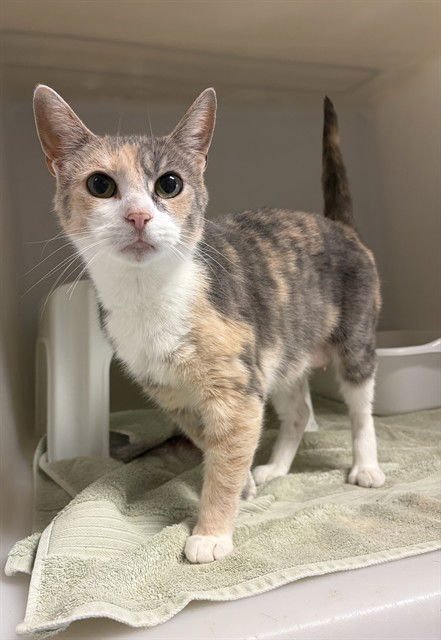 RAIN - Domestic Short Hair available for adoption