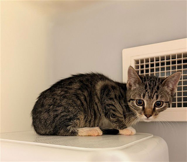 SELENE - Domestic Short Hair available for adoption