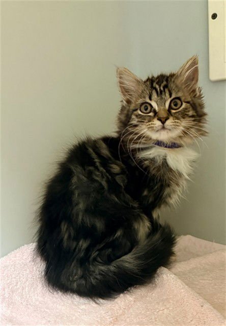 JASMINE - Domestic Medium Hair available for adoption