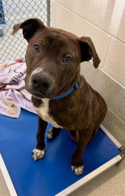 HOPPER - Pit Bull Terrier available for adoption