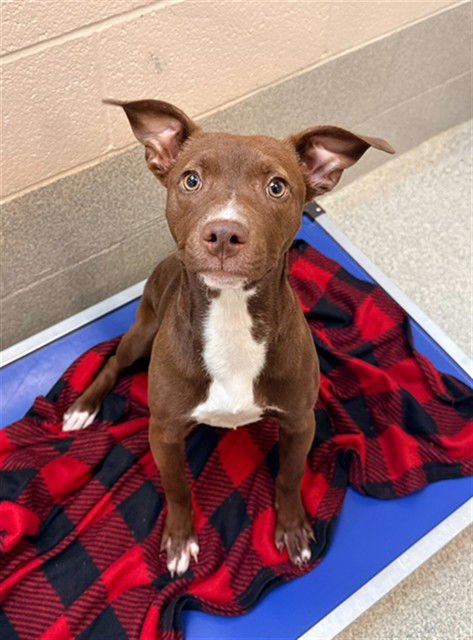 KITTY - Pit Bull Terrier available for adoption