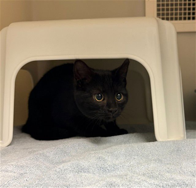 RHETT - Domestic Short Hair available for adoption